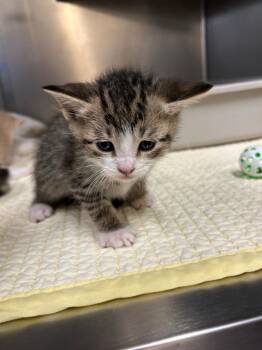 Viking -  Domestic Short Hair Cat for Adoption in Mineral, Virginia - Viking | PetCurious
