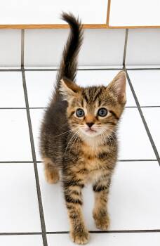 Kona -  Tabby Cat for Adoption in Pickerington, Ohio - Kona | PetCurious