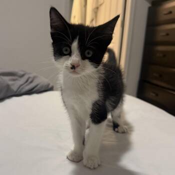 Bella -  Domestic Short Hair Cat for Adoption in Tampa, Florida - Bella | PetCurious