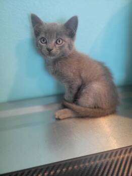 Q1 Gloom -  Domestic Short Hair Cat for Adoption in Ashland, Wisconsin - Q1 Gloom | PetCurious