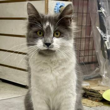 Domestic Medium Hair Cats Available for Adoption in Westhampton, New York - Juliette | PetCurious