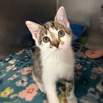 Venus -  Domestic Short Hair Cat for Adoption in Newport, North Carolina - Venus | PetCurious