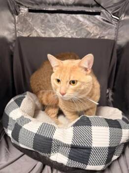 SAM -  Domestic Short Hair Cat for Adoption in Grovetown, Georgia - SAM | PetCurious