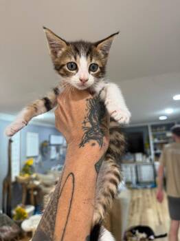Toffee -  Domestic Short Hair Cat for Adoption in Warrenville, South Carolina - Toffee | PetCurious