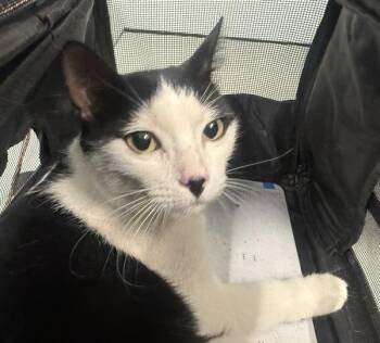 Halloweentown -  Domestic Short Hair Cat for Adoption - Halloweentown | PetCurious