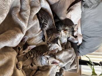 Rescue Domestic Short Hair Cats for Adoption in Mililani, Hawaii - Cilantro | PetCurious