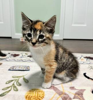 Holly Berry & Mulberry -  Domestic Short Hair Cat for Adoption in Medfield, Massachusetts - Holly Berry & Mulberry | PetCurious