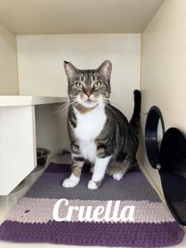 Cruella -  Domestic Short Hair Cat for Adoption in Manistee, Michigan - Cruella | PetCurious