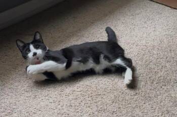 Mooni -  Domestic Short Hair Cat Available for Adoption in Bentonville, Arkansas - Mooni | PetCurious