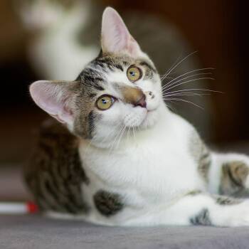 Goya -  Domestic Short Hair Cat for Adoption in Sonora, California - Goya | PetCurious