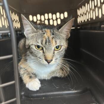 Tilda -  Domestic Short Hair Cat for Adoption in Council Bluffs, Iowa - Tilda | PetCurious