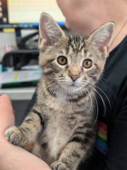 MAPLE -  Domestic Short Hair Cat for Adoption in Canfield, Ohio - MAPLE | PetCurious