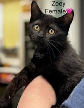 Zoey -  Domestic Short Hair Cat for Adoption in Cumberland, Maine - Zoey | PetCurious