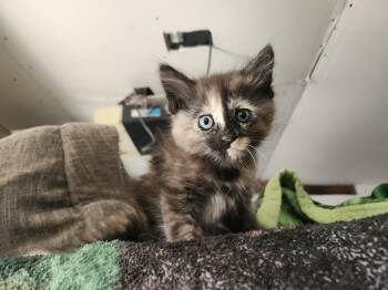 Domestic Short Hair Cats Available for Adoption in Lakewood, California - Tessa | PetCurious