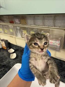 GLORY (*RED) -  Domestic Short Hair Cat for Adoption in Woodland, California - GLORY (*RED) | PetCurious