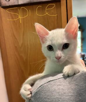 C342 Litter Spice -  Domestic Short Hair Cat for Adoption in Livonia, Michigan - C342 Litter Spice | PetCurious
