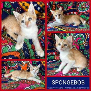 Spongebob -  Domestic Short Hair Cat for Adoption in Corpus Christi, Texas - Spongebob | PetCurious