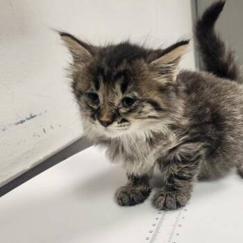 Regina -  Domestic Medium Hair Cat for Adoption in Charleston, West Virginia - Regina | PetCurious