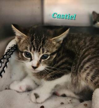 Castiel -  Domestic Short Hair Cat for Adoption in Cambridge, Maryland - Castiel | PetCurious