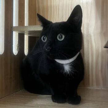 Domestic Short Hair Cats Available for Adoption in Yucca Valley, California - Harris | PetCurious