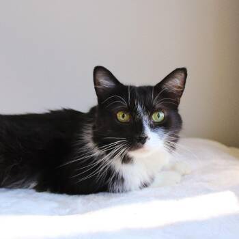 Misty -  Domestic Long Hair Cat for Adoption in Wayne, New Jersey - Misty | PetCurious