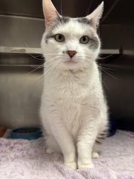 Santino -  Domestic Short Hair Cat for Adoption in Liverpool, New York - Santino | PetCurious