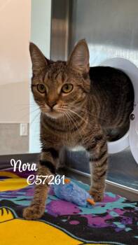 Nora -  Domestic Short Hair Cat for Adoption in Clarksville, Tennessee - Nora | PetCurious
