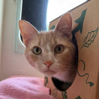 Domestic Short Hair Cats Available for Adoption in Saint Charles, Missouri - Diego | PetCurious