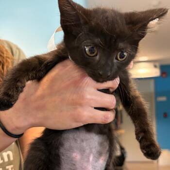 Domestic Short Hair Cats Available for Adoption in Chesapeake, Virginia - Gigi Perez AKA Toothless | PetCurious