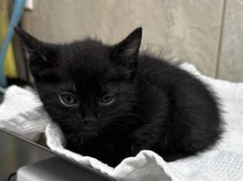 Storm -  Domestic Short Hair Cat for Adoption in Honolulu, Hawaii - Storm | PetCurious
