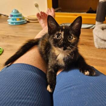 Diamond -  Domestic Medium Hair Cat for Adoption in Charlottesville, Virginia - Diamond | PetCurious
