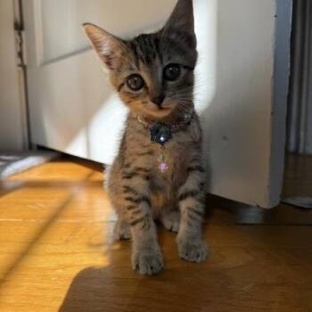 Matilda -  Domestic Short Hair Cat for Adoption in Mayfield, New York - Matilda | PetCurious