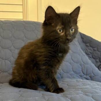 Domestic Medium Hair and Domestic Short Hair Cats Available for Adoption in Wilmington Island, Georgia - Orson | PetCurious