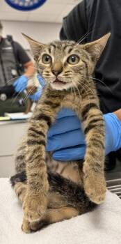 Domestic Short Hair Cats Available for Adoption in Gastonia, North Carolina - Green Band | PetCurious