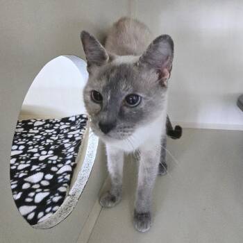 Sparda Roswell -  Domestic Short Hair Cat for Adoption in Denver, Colorado - Sparda Roswell | PetCurious