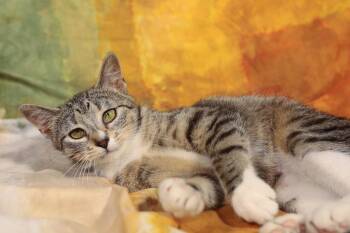 Moizelle -  Domestic Short Hair Cat for Adoption in New Prague, Minnesota - Moizelle | PetCurious