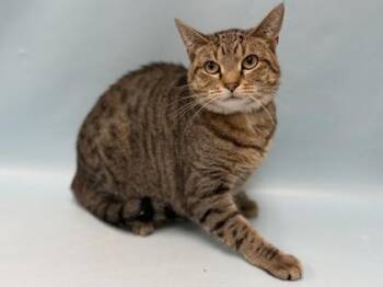 Stone -  Domestic Short Hair Cat for Adoption in Minneapolis, Minnesota - Stone | PetCurious
