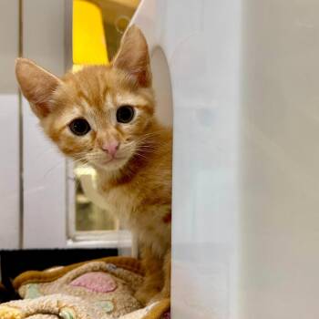 Ultraman -  Domestic Short Hair Cat for Adoption in Los Angeles, California - Ultraman | PetCurious