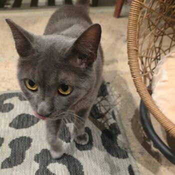 Simon -  Domestic Short Hair Cat Available for Adoption - Simon | PetCurious