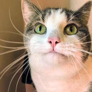 Tomi -  Domestic Short Hair Cat for Adoption in West Jefferson, Ohio - Tomi | PetCurious