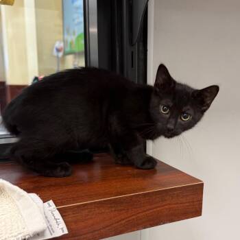 Strawberry -  Domestic Short Hair Cat for Adoption in West Palm Beach, Florida - Strawberry | PetCurious
