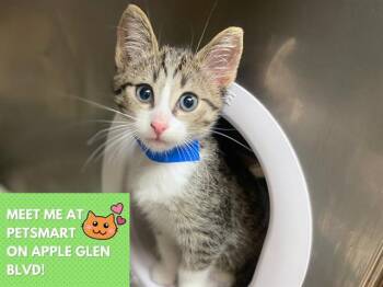 Domestic Short Hair Cats Available for Adoption in Fort Wayne, Indiana - DILL | PetCurious