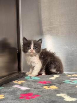 Oceana -  Domestic Short Hair Cat for Adoption in Labelle, Florida - Oceana | PetCurious