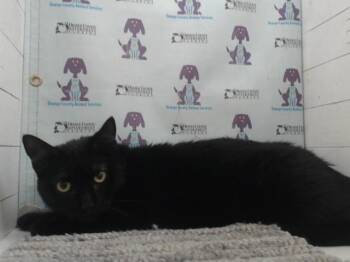Domestic Short Hair Cats Available for Adoption in Orlando, Florida - OREO | PetCurious
