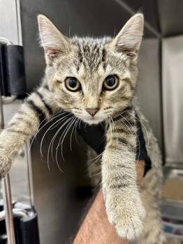 Masha -  Domestic Short Hair Cat for Adoption in Wichita, Kansas - Masha | PetCurious