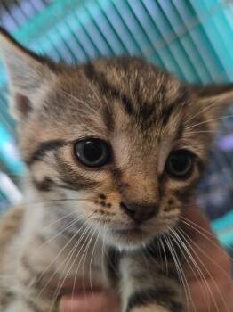 Soren -  Domestic Short Hair Cat for Adoption in Pine Grove, Pennsylvania - Soren | PetCurious