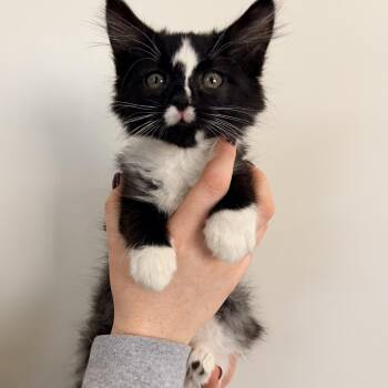 Yin -  Tuxedo Cat for Adoption in Las Vegas, Nevada - Yin | PetCurious