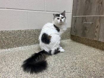 ZERO -  Domestic Long Hair Cat for Adoption in Colorado Springs, Colorado - ZERO | PetCurious
