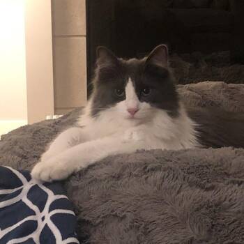 Domestic Long Hair Cats Available for Adoption in Renton, Washington - Nubbin | PetCurious