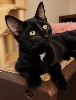 Haven -  Domestic Short Hair Cat for Adoption in Santa Cruz, California - Haven | PetCurious